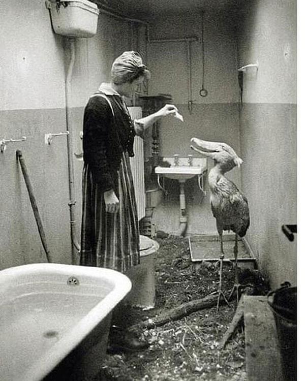 20. 1945'te Sovyet Birlikleri Berlin'e yaklaşırken, Berlin Hayvanat Bahçesinin bakıcıları hayvanlara zarar gelmemesi için evlerine hayvanları aldı. Bu görüntüde de hayvanat bahçesinin hayvanlarından bir tanesine bakan kadın bakıcıyı görüyoruz.