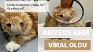 Burnunu Arı Sokunca Tipi Kayan Sevimli Kedi Viral Oldu