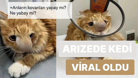 Burnunu Arı Sokunca Tipi Kayan Sevimli Kedi Viral Oldu