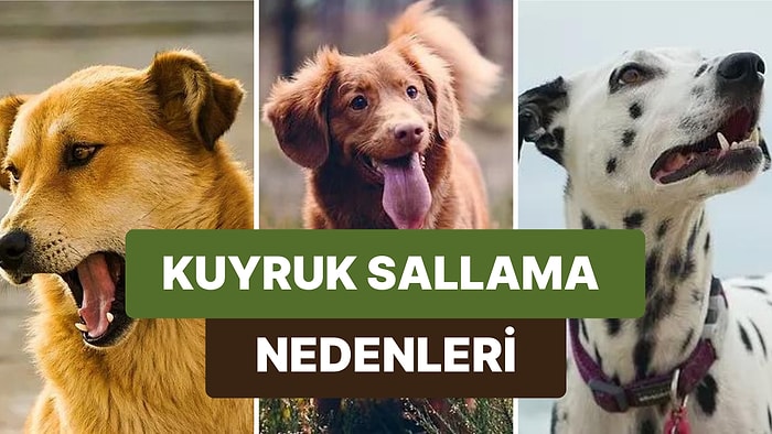 İnsanlarla İletişimi Kuvvetli Hayvanlar Arasında Yer Alan Köpeklerin Kuyruk Sallama Nedenleri ve Anlamları