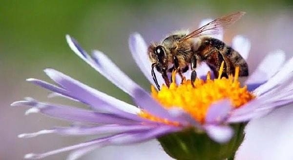 Arı kolonileri günden güne tükeniyor.