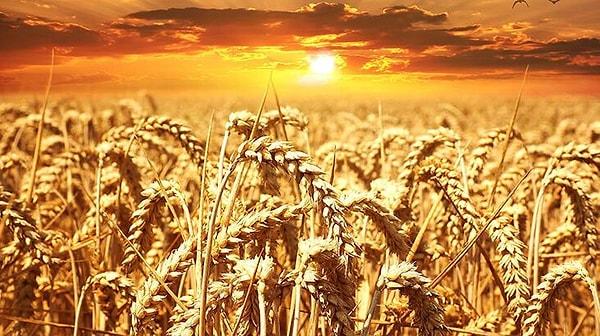 Rüyada Buğday Tarlası Görmek Ne Anlama Gelir?