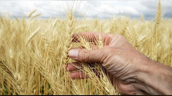 Rüyada Buğday Tarlası Ekmek Ne Anlama Gelir?