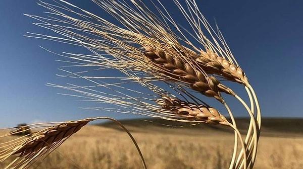 Rüyada Buğday Satın Almak Ne Anlama Gelir?
