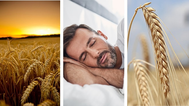 Rüyada Buğday Görmek Ne Anlama Gelir? Buğday Tarlası, Başağı, Biçmek, Ekmek, Toplamak ve Satın Almak Tabirleri
