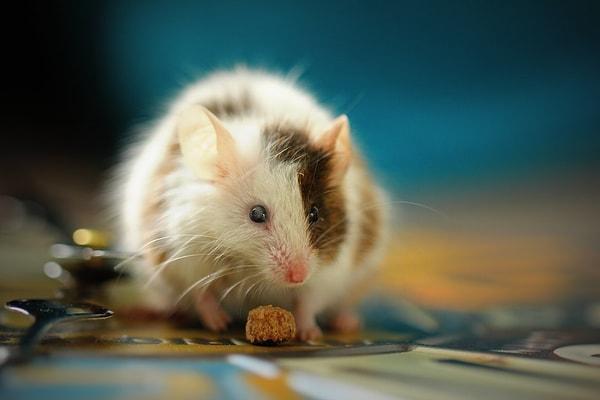 Yumurtalık kanseri olan farelerde yapılan bir çalışma, tarçında bulunan sinnamaldehitin kanserin büyümesine neden olan belirli proteinleri engelleyebileceğini buldu.