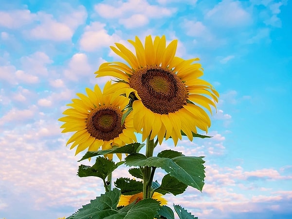 2. İngilizce'deki isimleri 'sunflower' yani 'güneş çiçeği' olan 'ayçiçeklerinin' adının neden dilimizde 'ayçiçeği' olduğu bir kenarda dursun,