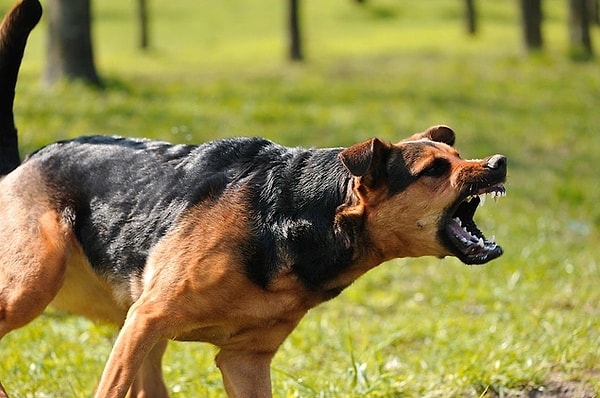 20. Hiçbir fobi sebepsiz yere oluşmuyor biliyorsunuz ki. Ancak tüylü dostlarımız olan köpeklerden korkmaya verilen bir ad var: Kinofobi.