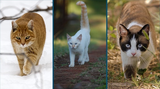 Yürürken Kendinizi Podyumda Hissettirecek 13 Hot Girl Walk Şarkısı