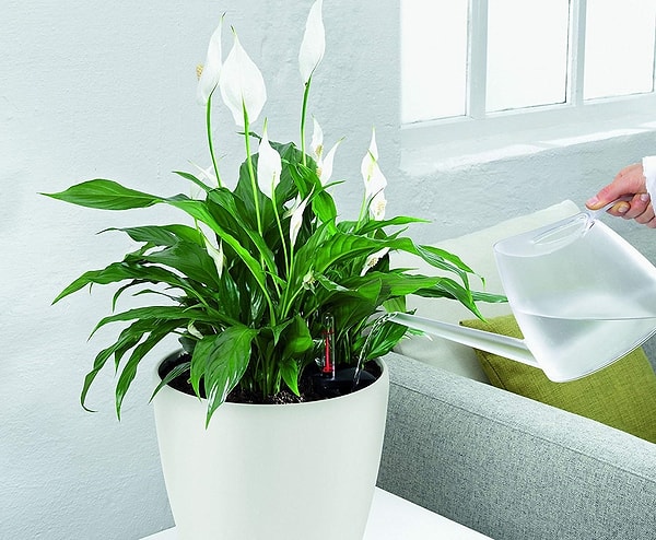 Спатифиллюм