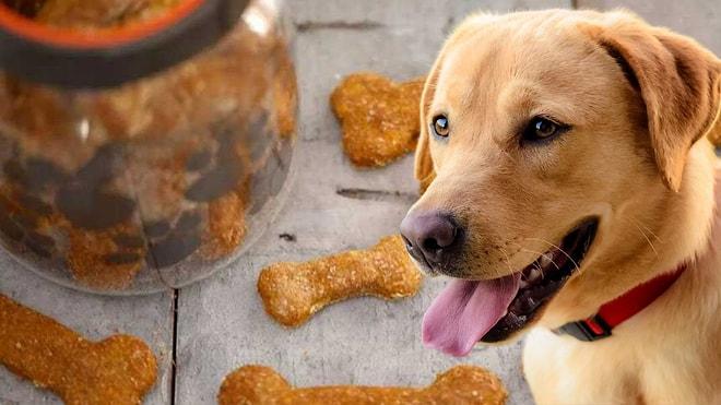 Köpekler de Ev Yemeği Sever! Tüylü Arkadaşlarınız İçin Birbirinden Besleyici ve Faydalı Mama Tarifleri