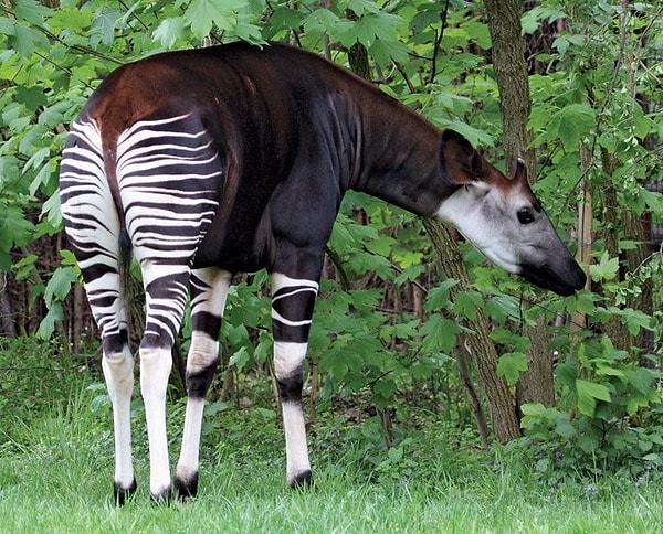 11. Okapi