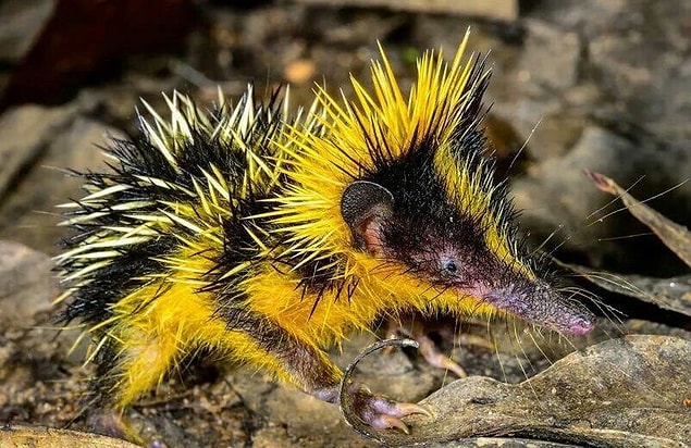 D�nyan�n En �lgin� Hayvanlar�