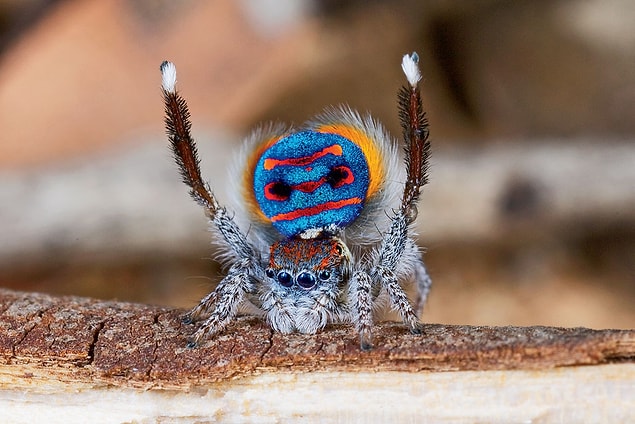 D�nyan�n En �lgin� Hayvanlar�