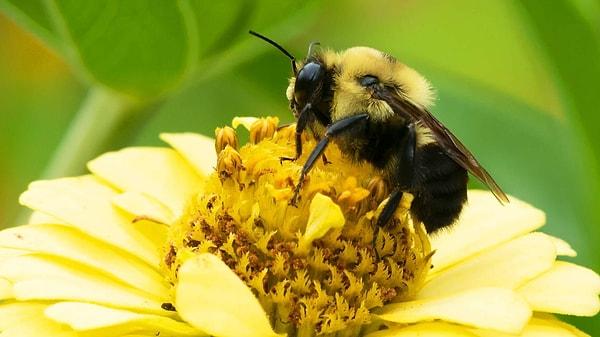 Bir bir grup araştırmacı, bal arılarının aynı insanlar gibi küçük nesnelerle oynamayı sevdiklerine dair kanıtlar sundu.