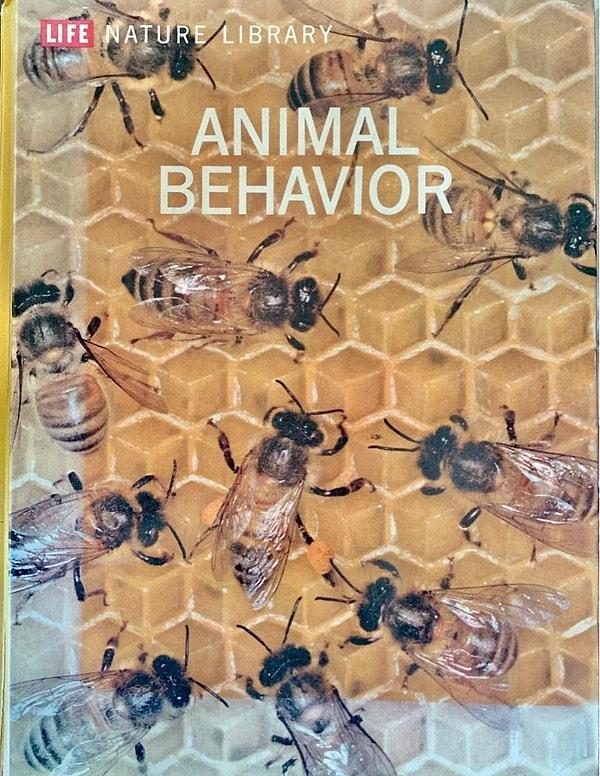 Animal Behavior dergisinde geçen ay yayınlanan bir makaleye göre, genç arılar, yaşlı arılardan daha fazla oyun oynuyor.
