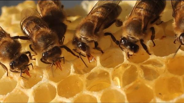 Araştırma ekibi, temel olarak 45 bal arısını bir arenaya yerleştirdiler, ardından onlara "oynamayı" veya "oynamamayı" seçebilecekleri farklı senaryolar sundular.