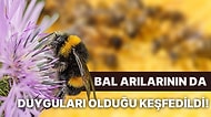 Hayvan Davranışları Üzerine Çalışan Bilim İnsanları Bal Arılarının Oyuncaklarla Oynamayı Sevdiğini Kanıtladı