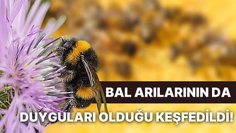 Hayvan Davranışları Üzerine Çalışan Bilim İnsanları Bal Arılarının Oyuncaklarla Oynamayı Sevdiğini Kanıtladı