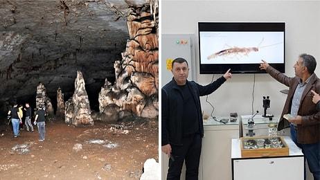 Diyarbakır'da Bir Mağarada Yeni Böcek Türü Keşfedildi: Karşınızda Anatoliacampa!