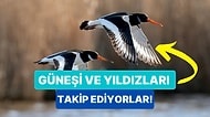 Kuşlar Göç Edecekleri Zamanın Geldiğini Nasıl Biliyor ve Rotalarını Nasıl Buluyorlar?