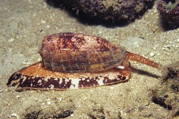 Bu küçük kabuklu deniz canlıları, Hint-Pasifik resiflerinde yaşar.