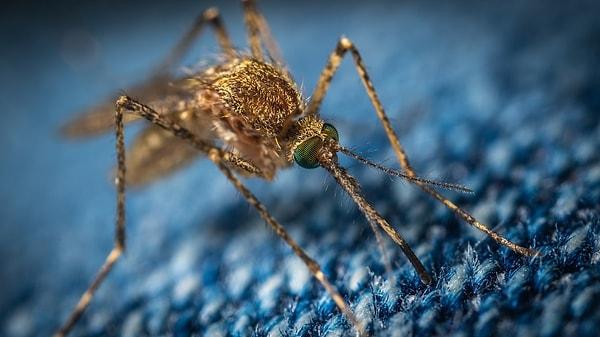 Dünyanın en hastalık bulaştıran hayvanı ise hepimizin çok iyi bildiği ve karşılaştığı bir hayvan: sivrisinekler!