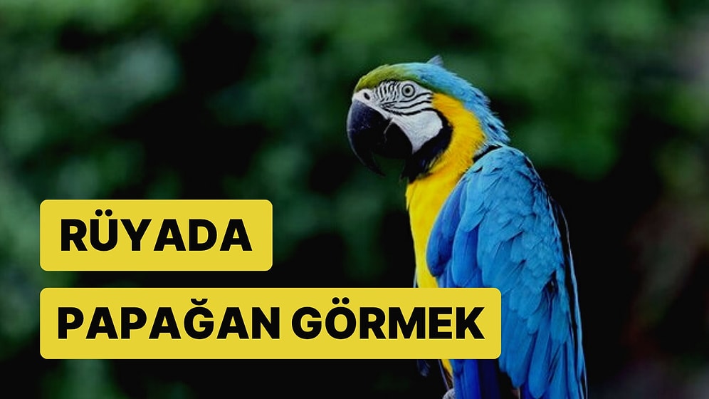 Rüyada Papağan Görmek: Hayırlı Kısmet, Zenginlik ve Uzun Yaşam Yakında Kapınızı Çalacak!