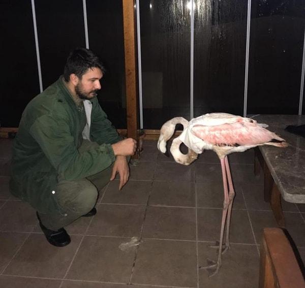 Tüydeş’in veteriner arkadaşı yaraya bakım yaparak kanamayı durdurmuş ancak kanadın artık iyileşmeyeceğini ve tamamen alınması gerektiğini söylemiş. Bunun üzerine evinin yolunu tutan fotoğrafçının eşi de flamingo ile karşılaşınca bir şok yaşamış tabii.