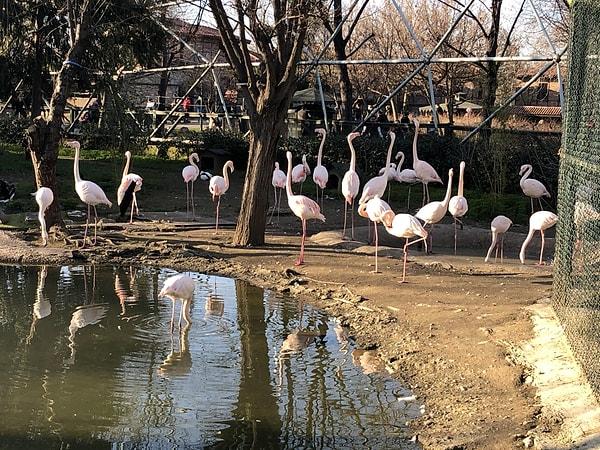 Alper Bey ve ailesi birkaç ay sonra ziyarete gitmişler hayvanat bahçesini ancak flamingo dostlarını bulamamışlar o kalabalıkta. 😅