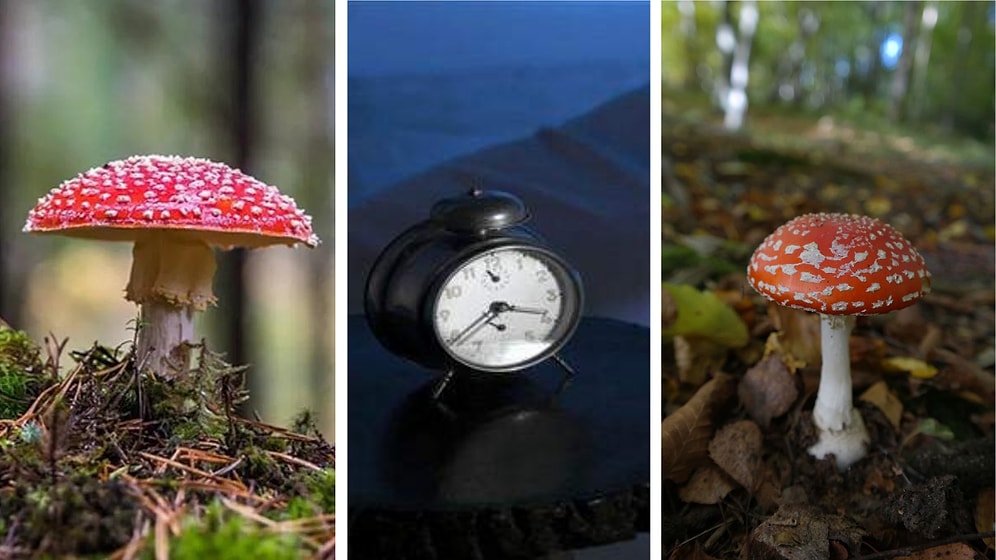 Rüyada Mantar Görmek: Önemli Kişilerle Kurulacak Güzel Arkadaşlıklar Sizi Bekliyor!