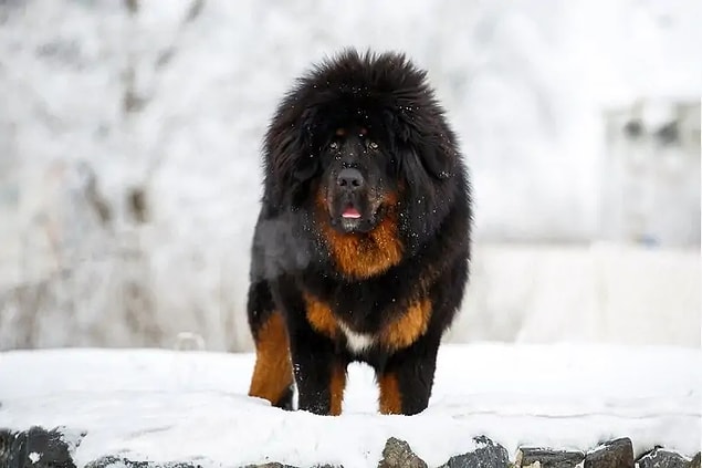 2. Tibetan Mastiff - $1500 up to $7000