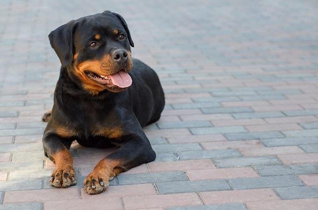 3. Rottweiler - $1,500 up to $6,000