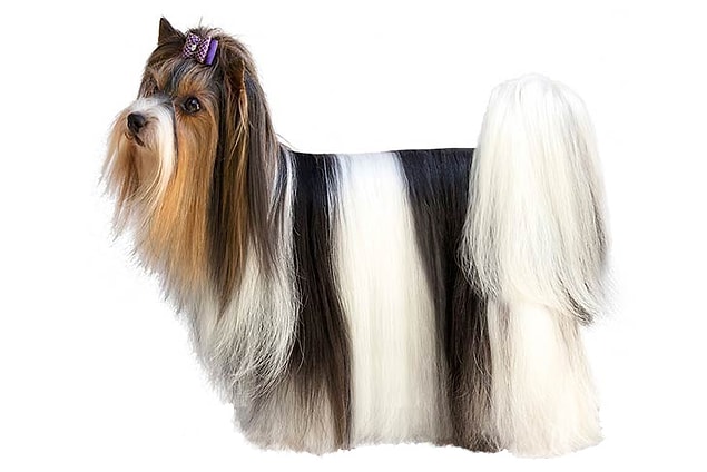 5. Biewer Terrier - $2,500 up to $4,500