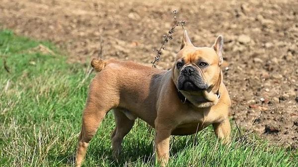 7. French Bulldog - $2,500 up to $4,000