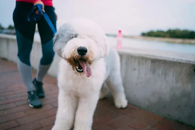 14. Old English Sheepdog - $1800 up to $3000