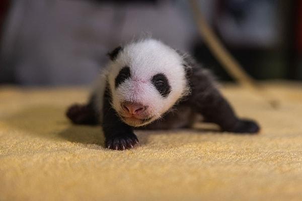 4. Bebek pandalar doğduklarında yaklaşık 100 gram ağırlığında oluyor.