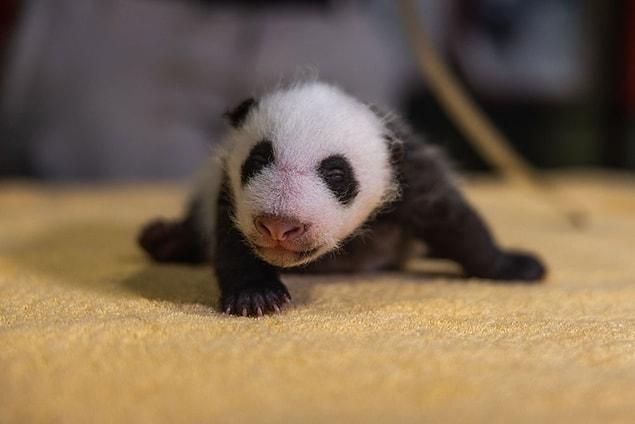 4. Les bébés panda pèsent environ 100 grammes à leur naissance.