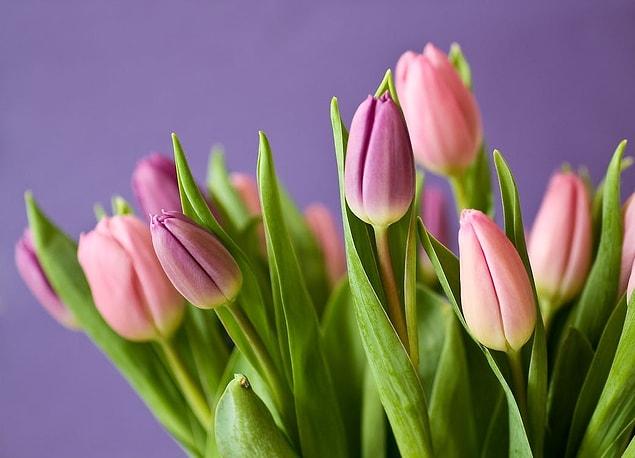 7. Les tulipes étaient autrefois apportées aux mariées comme dot.