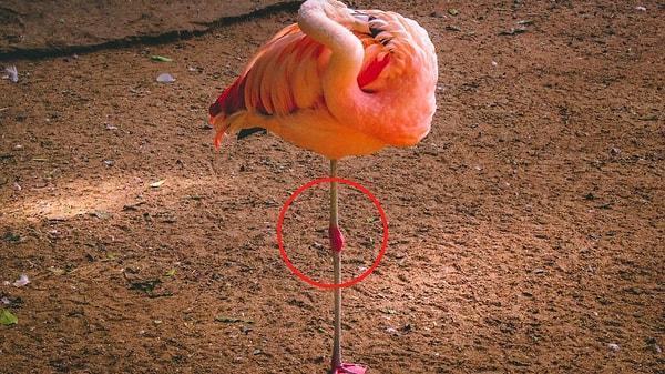 8. Flamingoların eklemi sandığınız yer aslında eklem değildir.