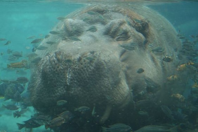 9. Bien que les hippopotames soient des animaux terrestres, ils dorment aussi dans l'eau.