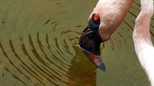Gölün flamingolar için bu kadar popüler olmasının sebeplerinden biri peşlerindeki avcıların gölün içinde uzun süre hayatta kalamaması.
