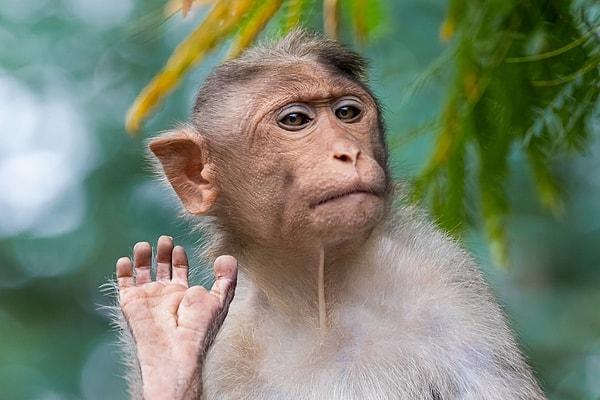 13. 30 milyon yıl önce Afrika'dan Güney Amerika'ya bir maymun türünün bitkiler ve yıkık dökük malzemelerden yapılmış doğal sallar kullanarak göç ettiğine inanılıyor.