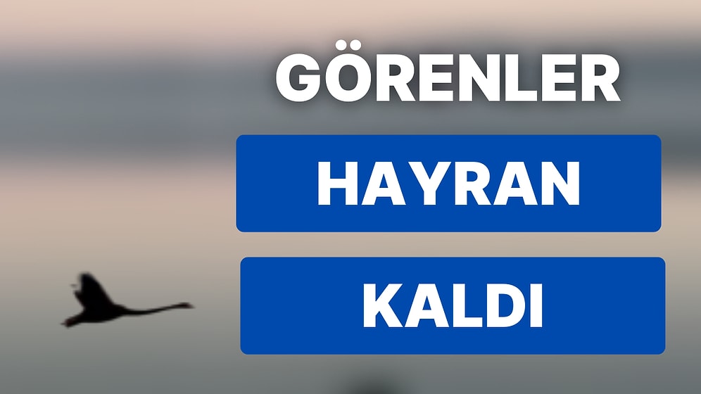 Masal Değil Gerçek: 4 Yıl Sonra Türkiye'de Görüntülendi