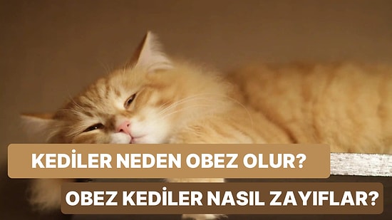 Kedi Sahiplerine Özel İçerik: Kediler Neden Obez Olur? Obez Kediler Nasıl Zayıflar?