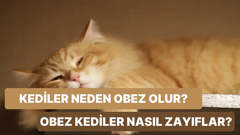 Kedi Sahiplerine Özel İçerik: Kediler Neden Obez Olur? Obez Kediler Nasıl Zayıflar?