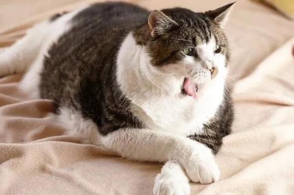 Kedilerde obezite tedavisi nasıl olur?