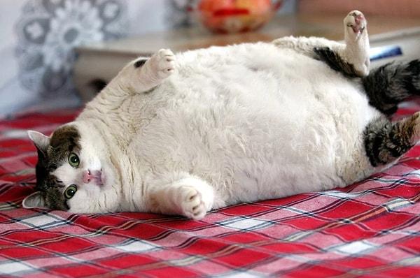 Obezite sürecinde kedinizin beslenme düzeni kadar egzersiz düzenine de büyük önem vermelisiniz.