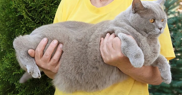 Les chats plus âgés ne peuvent pas utiliser l'énergie qu'ils utilisent normalement en vieillissant et pour cette raison, le gain de poids est une conséquence inévitable.