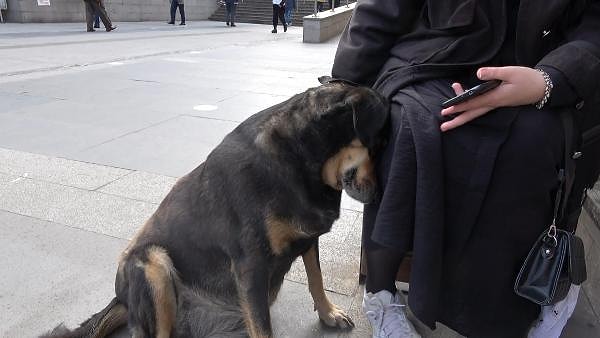 "Köpeğin ağızlık takılabilecek kadar ağzı yok"